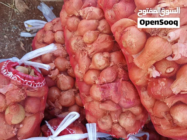 بصل قنار احمر للبيع