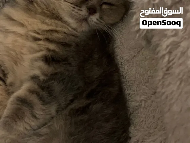 قطوه انثى نوع سكوتش فولد عمرها 5 شهور حيييل هاديه