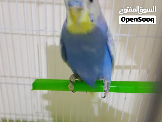 اخوان زوج ريمبو أقرأ وصف