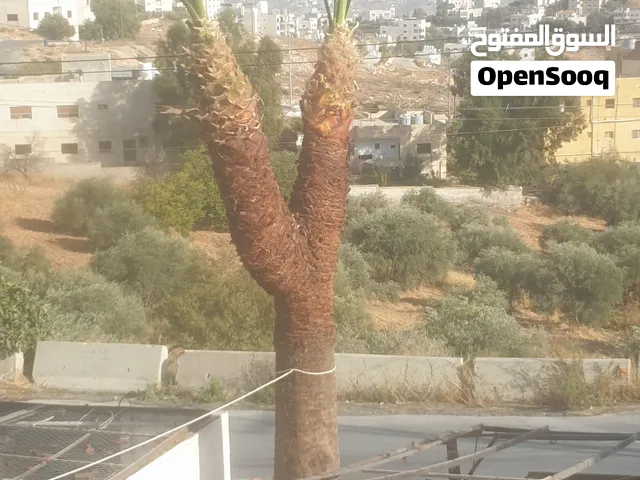 فرصة مميزة للبيع في السلط – نخلة واشنطونيا برأسين!
