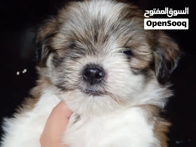 كلب مالتيز عمر 45 يوم