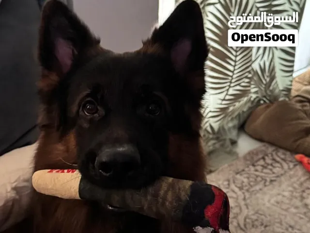 GSD puppies for sale - جراء چيرمن للبيع