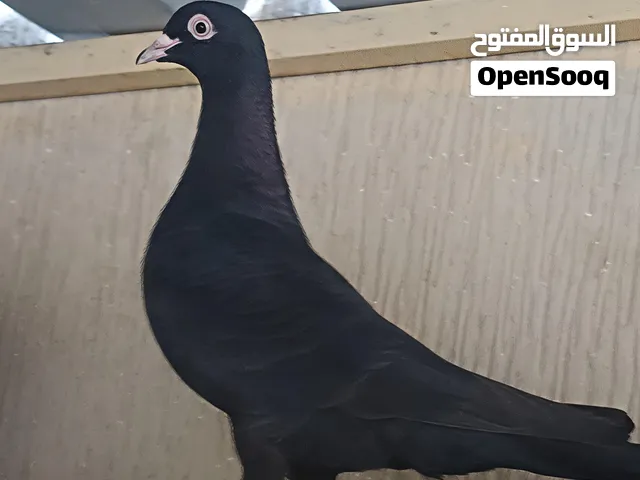 كويتي عرض خاص الزوج ب350.... Kuwaity pigeon