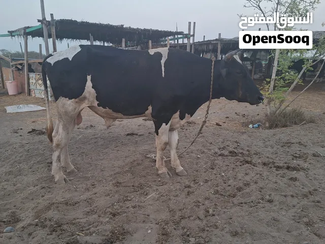 ثور هولندي حجم ماشاء الله