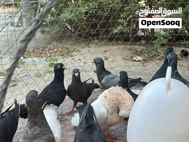 حمام شامي الطير على دينار وربع
