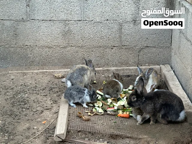 ارانب فرنسيه للبيع