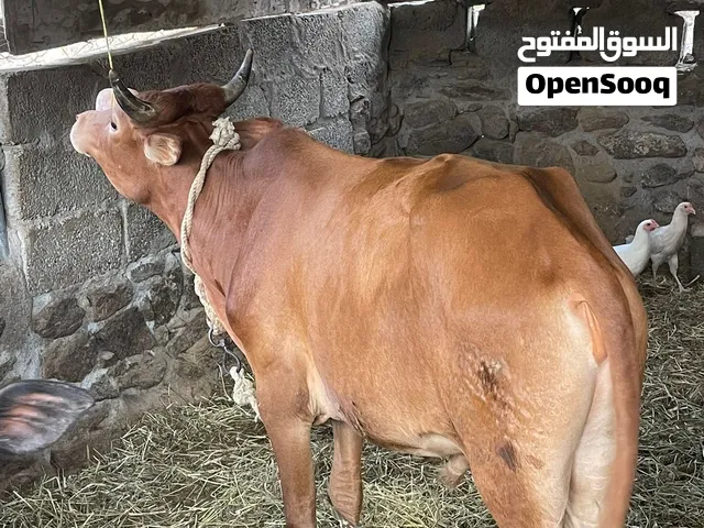 ثور عماني ود سنتين