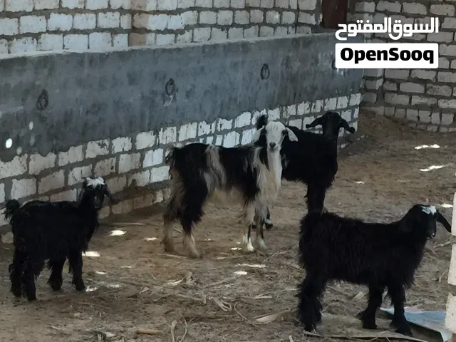 مزرعة 8 فدان و3 قراريط في بني سويف