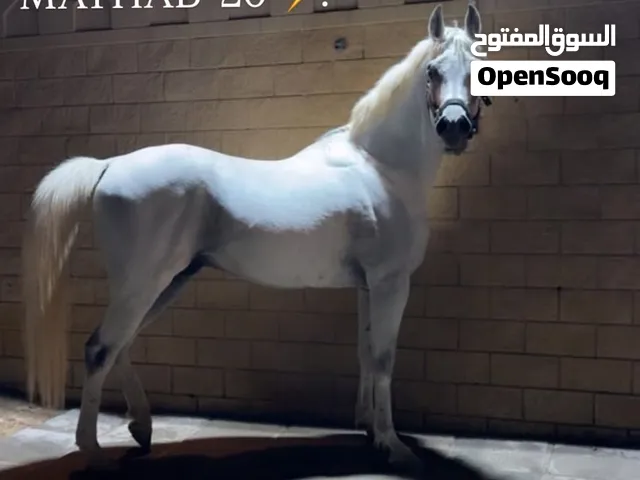 مصري بيور من غير اوراق