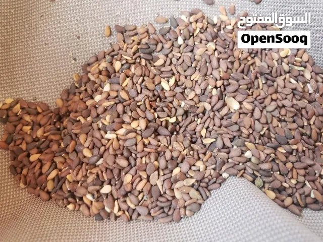تصدير ب جمله سمسم يمني ممتاز