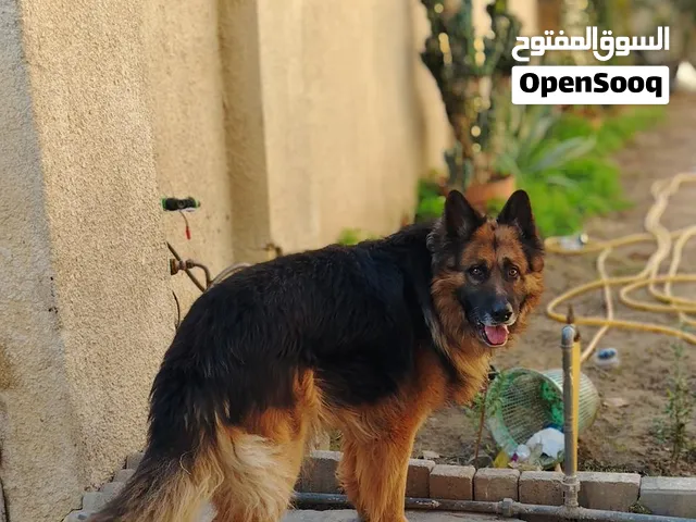 فحل جيرمن للبيع