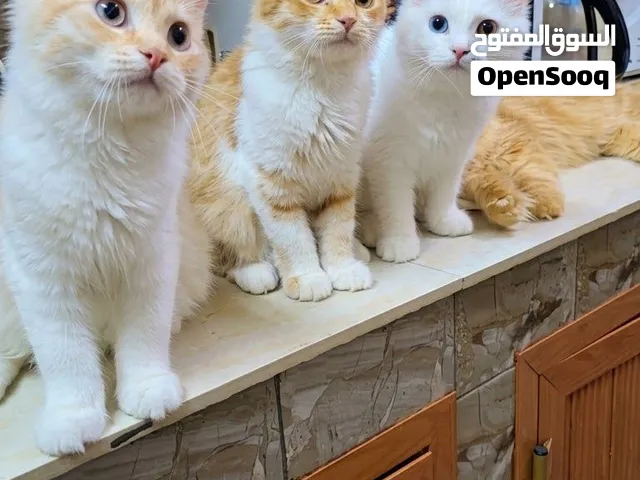 Persians Cats