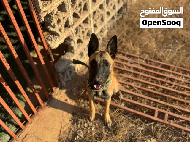 كلب ميلنواه بلجيكي الله يبارك ركز ف صور وفيديو قبل ايه شي
