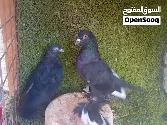 جواز حمام شغاله للبيع او للبدل