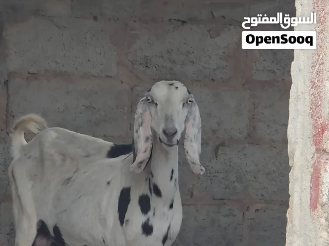 ماعز هندي او مايسمى كاموري