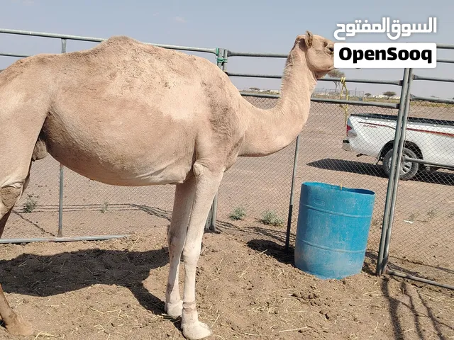 ناقه للبيع حايل