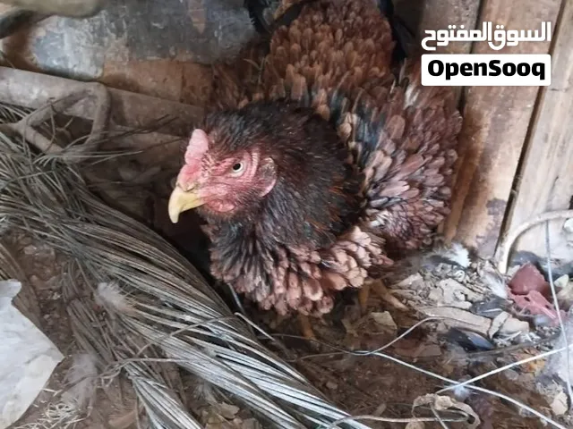 للبيع ثلاث دياجات تركي مستوردين  تواصل واتس فقط