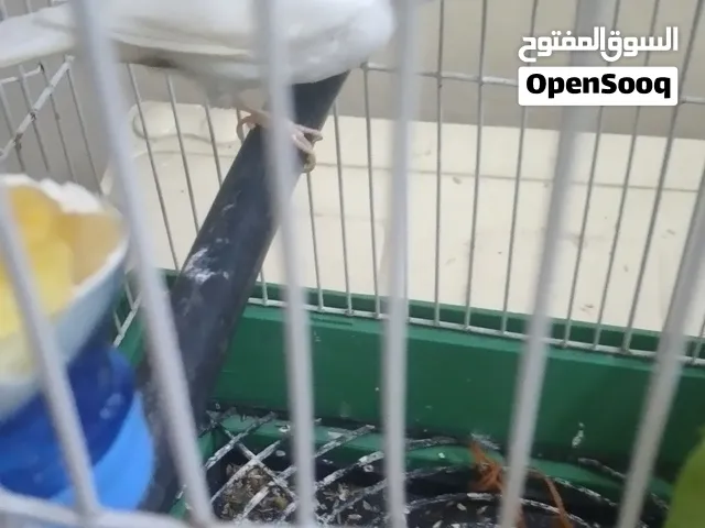 كنار طيره لون ابيض للبيع