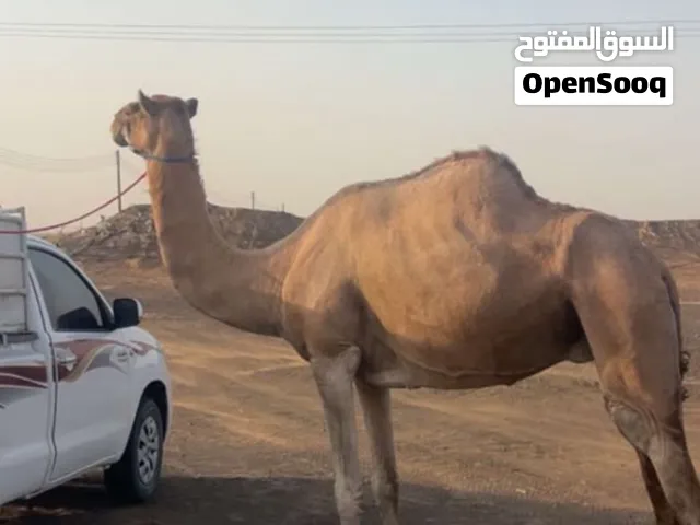 ناقه ام 3  لحم أو تربيه سمين