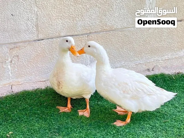 Two ducks for sale, male and female. 8 months old. بطات للبيع العمر 8 اشهر ذكر وانثى