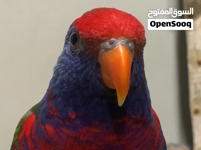 للبيع لوري هجين اليف حق اليه يربي شي مستوى حلو و مميز