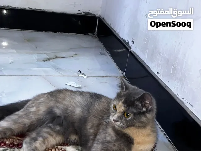 بزونه سكوتش وهملايه مكس   عمر 6اشهر لعوبه فحوصاته الطبيه كله متوفره الي رايده ويريد سعره يراسلني خاص