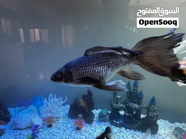 Taisho Sanke koi fish and dark-colored butterfly koi together for sale on 30 rial