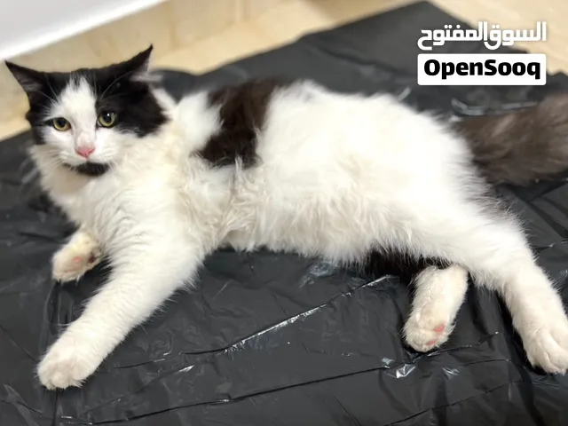 قطة اليفة حدا