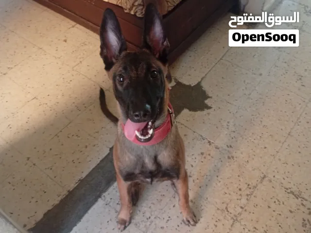مالينو انثه 6 شهور للبيع