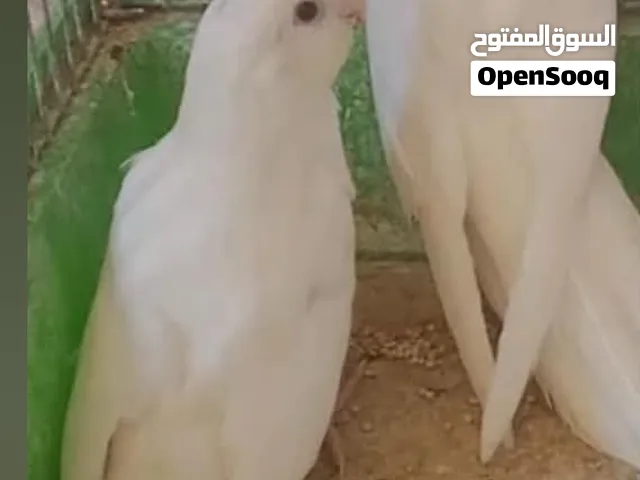 كروان ابيض بينو عمر 5 شهور