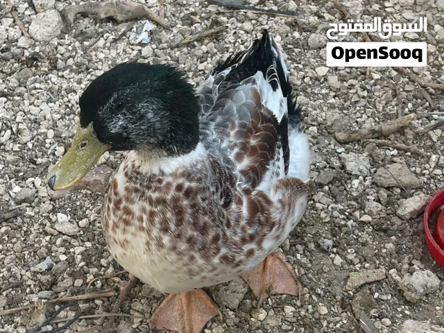 بط ذكر للبيع