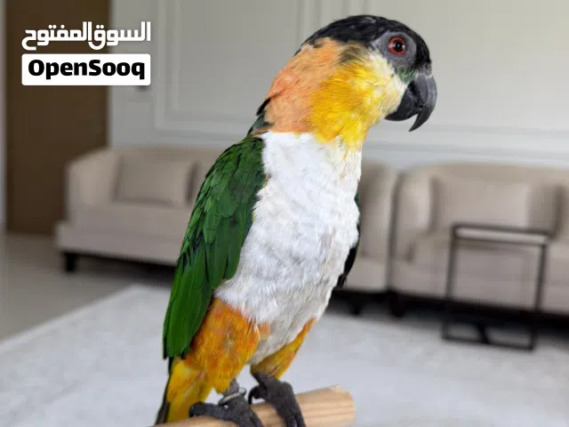 كايك بلاك هد