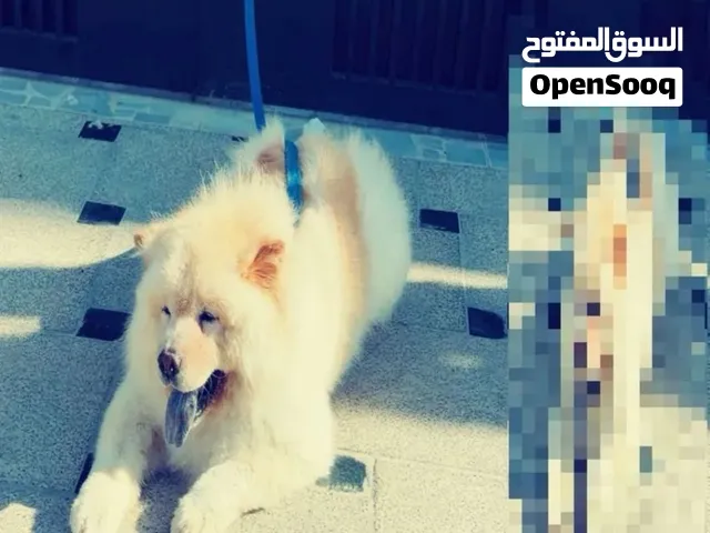 كلب تشاو تشاو ذكر