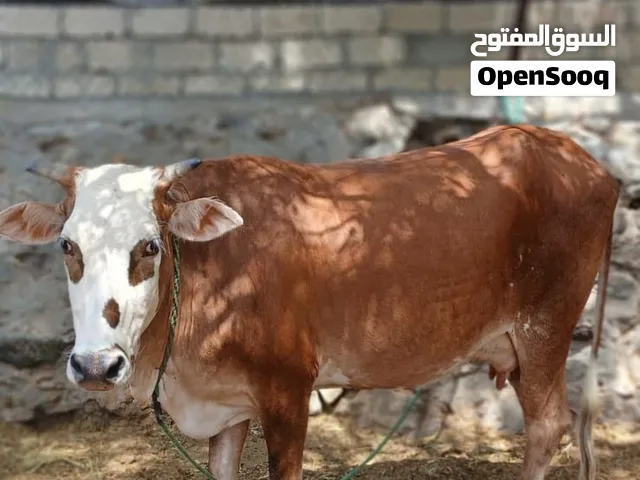 بقره لحم تارسه