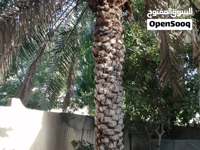 نخلة خلاص كبيرة للبيع