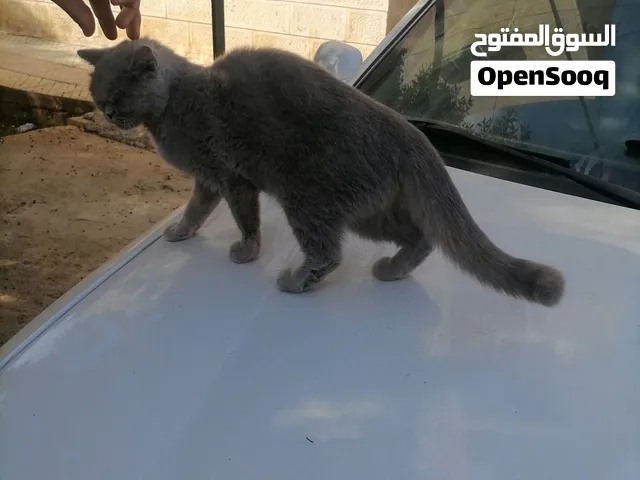 قطط للبيع....