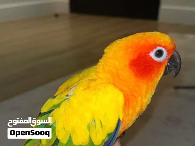 طائر Sun Conure