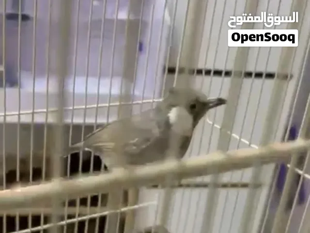 فحل طفره البيج العمر سنتين ونص
