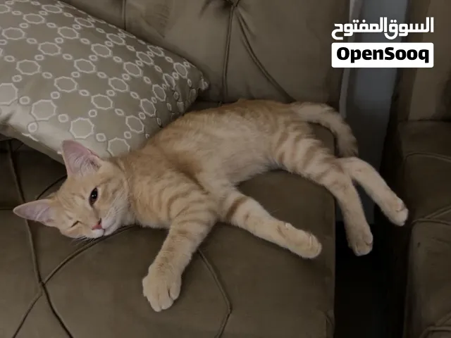 قطط للتبني