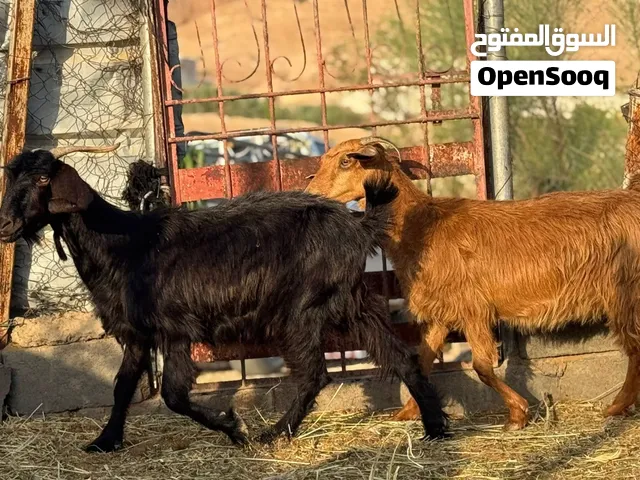 عنزين وحده من حلال الجواميد والثانيه تهجين عارضي باكستاني