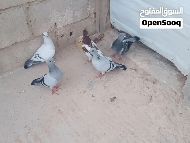 جوز عمليات شغالات