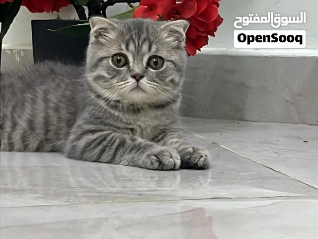 قط سكوتش فولد
