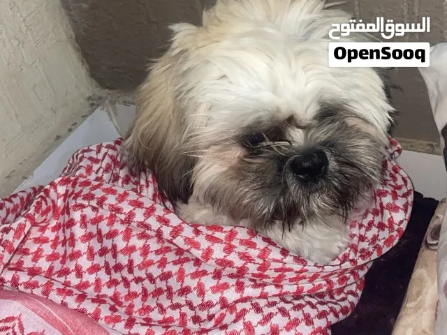 شيتزو تريو العمر: سنة لون جميل ومميز لطيف وودود رأس الخيمة للتواصل خاص