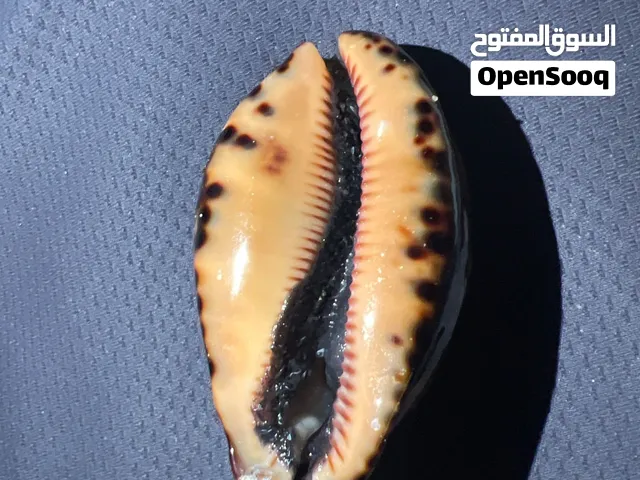 حلزون نادر