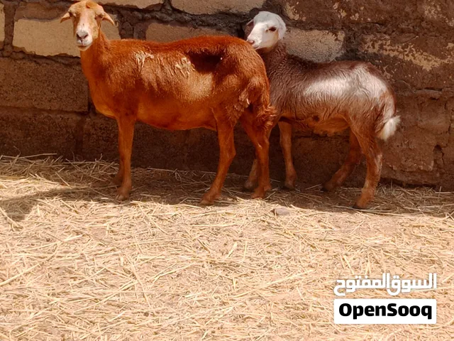 بيع المواشي