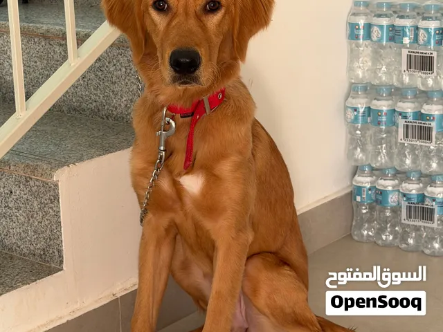 Golden Retriever Female