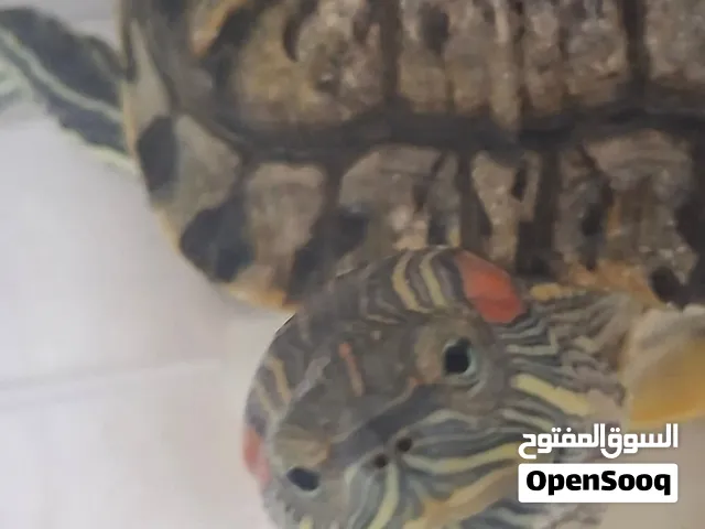 سلحفا ذوات الإذن الحمراء