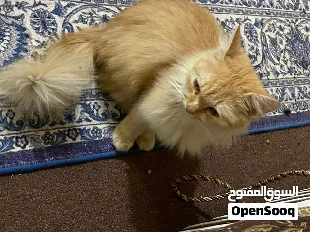 قط شيرازي متعلم جيد