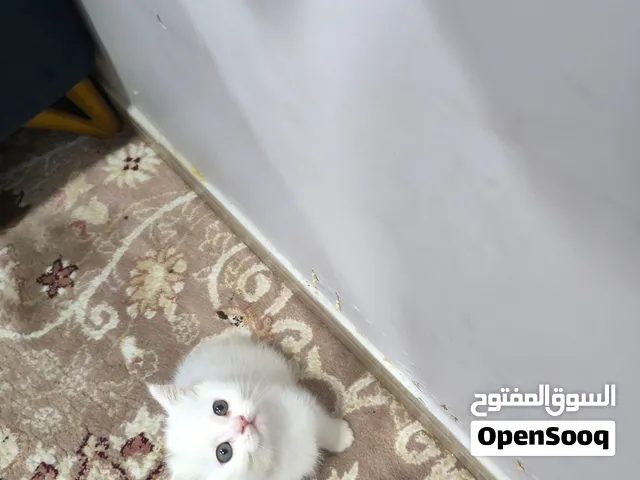 adorable kittens for sale!