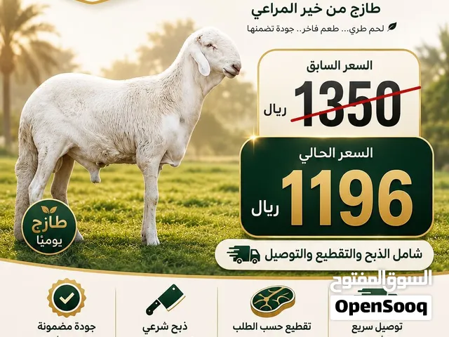 يابلاش ذبحيتك واصله بيتك 1196 ريال